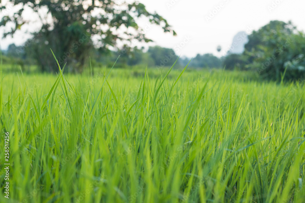 Lush green farmland in the evening Lush green farmland in the evening