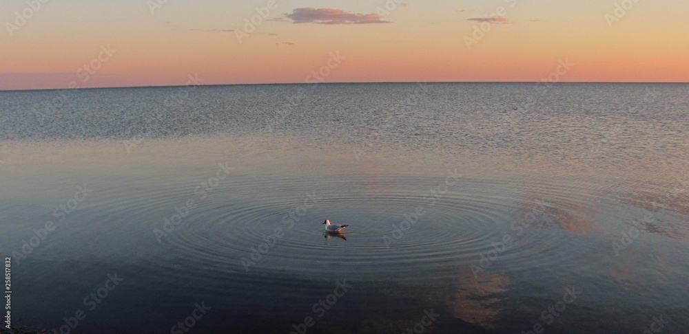lone seagull on the surface of the water