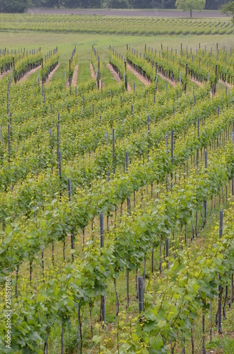 Grape field switzerlands 