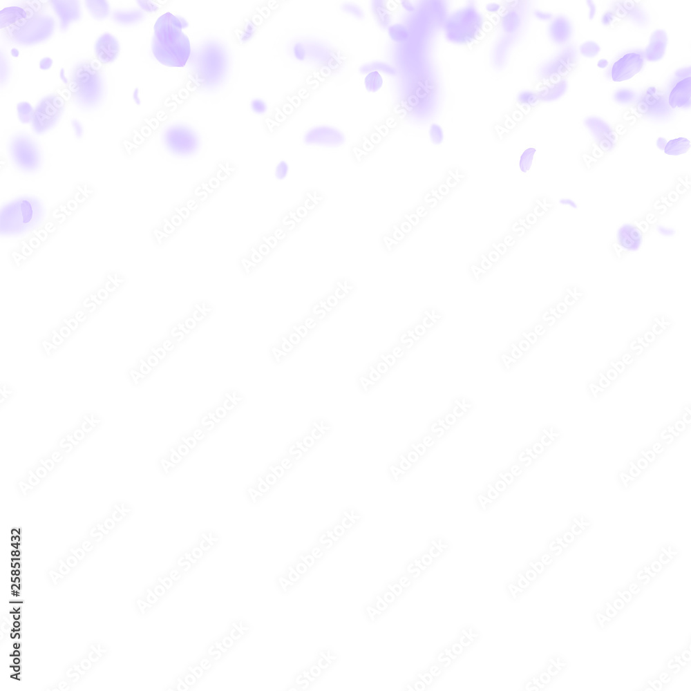 Violet flower petals falling down. Enchanting roma Violet flower petals falling down. Enchanting roma