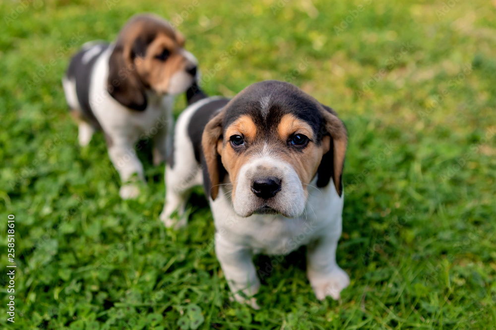 Beautiful beagle puppies on the green grass