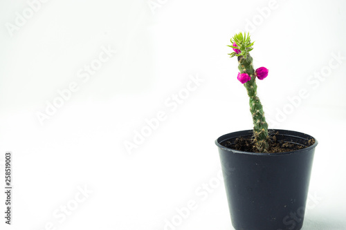 Fototapeta Naklejka Na Ścianę i Meble -  Little Cactus with Flower and Bud
