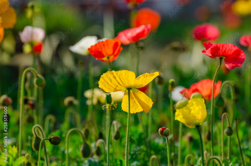 Fototapeta premium poppies field in rays sun