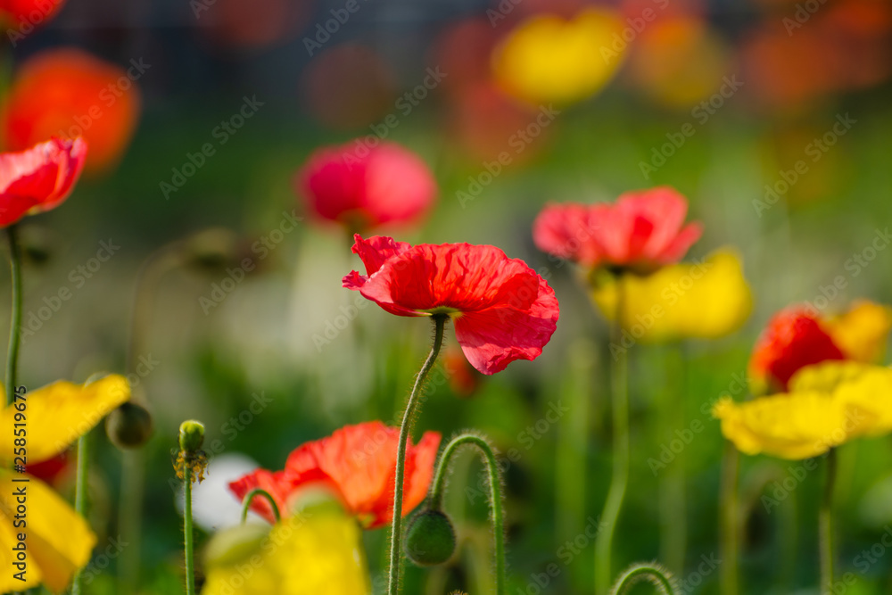 poppies field in rays sun