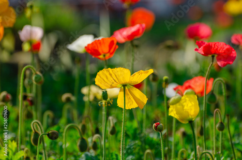 poppies field in rays sun photo