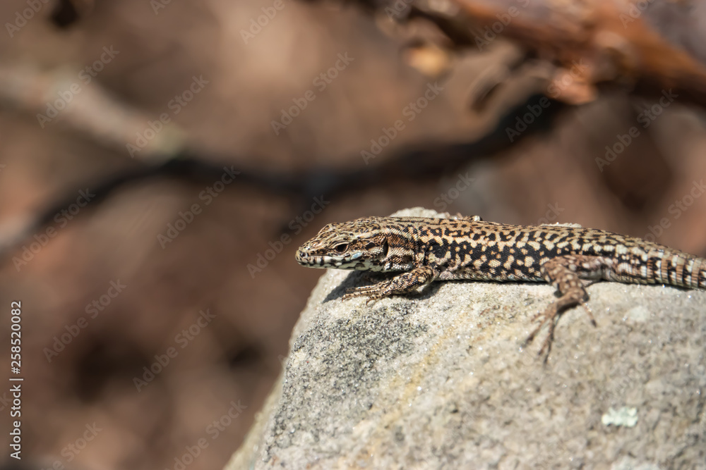 Naklejka premium Common Wall Lizard on Rock in Springtime