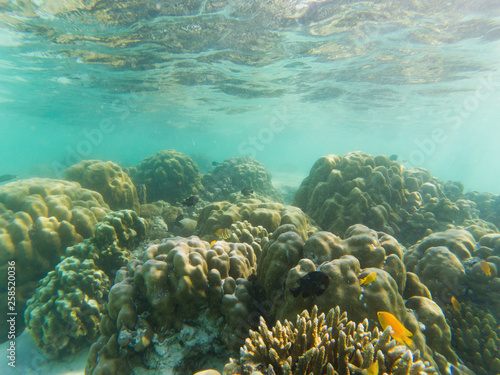 underwater marine life on coral reefs