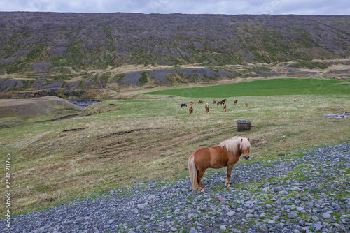 Icelandic horses seen from a national Route 1 called Ring Road in northern part of Iceland