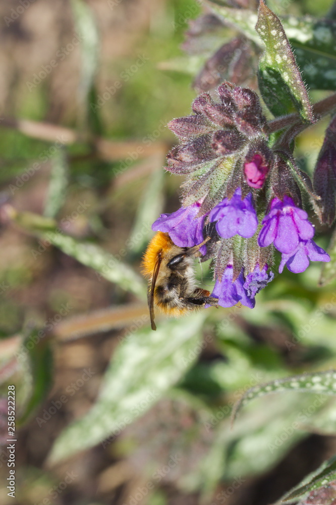 bumblebee collecting nectar from lungwort flowers bumblebee collecting nectar from lungwort flowers