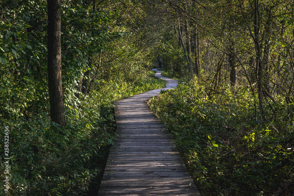 Wooden tourist path in Kampinos Forest park in Poland Wooden tourist path in Kampinos Forest park in Poland