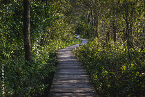 Wooden tourist path in Kampinos Forest park in Poland