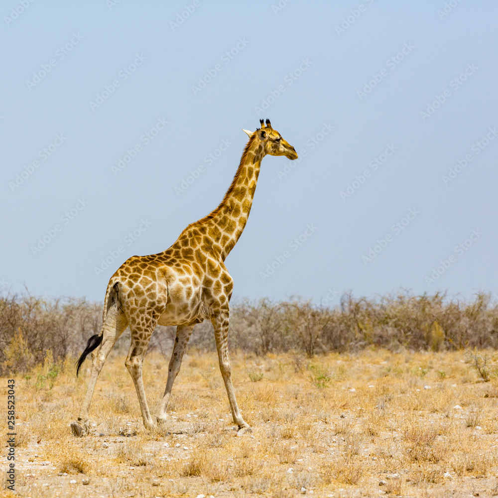 one male giraffe walking through savanna with bushes, blue sky one male giraffe walking through savanna with bushes, blue sky