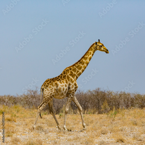 one male giraffe walking through savanna, blue sky
