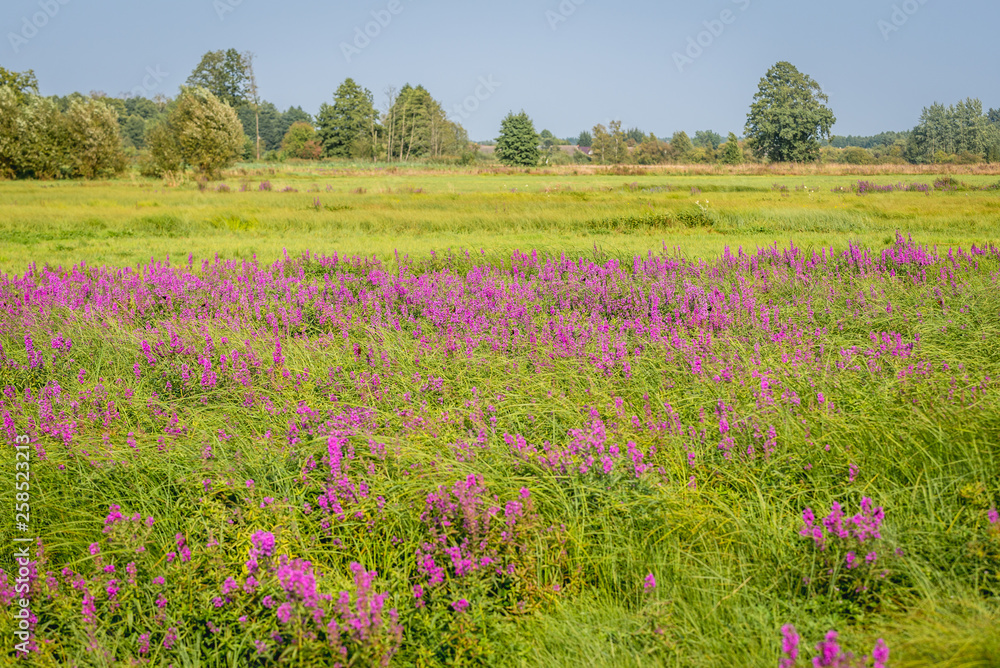 View from wooden path to Orthodox skete - monastic community in Odrynki, small village in Podlasie region of Poland View from wooden path to Orthodox skete - monastic community in Odrynki, small village in Podlasie region of Poland