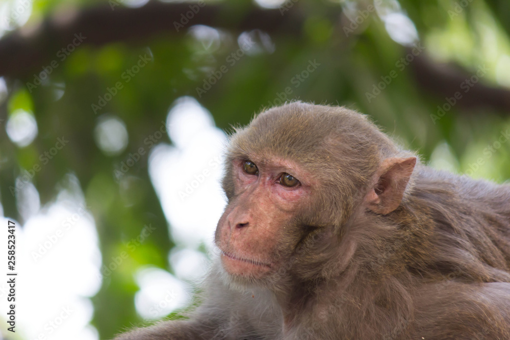 Portrait of The Rhesus Macaque Monkey Sitting Under the Trees Portrait of The Rhesus Macaque Monkey Sitting Under the Trees