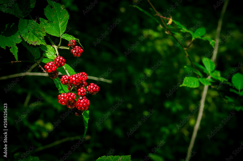 Wild black and red berries growing in the bush under the sun of Azerbaijan. Fruits of the blackberry. Caucasus forest fruits. Natural color in the brambles. Wild black and red berries growing in the bush under the sun of Azerbaijan. Fruits of the blackberry. Caucasus forest fruits. Natural color in the brambles.