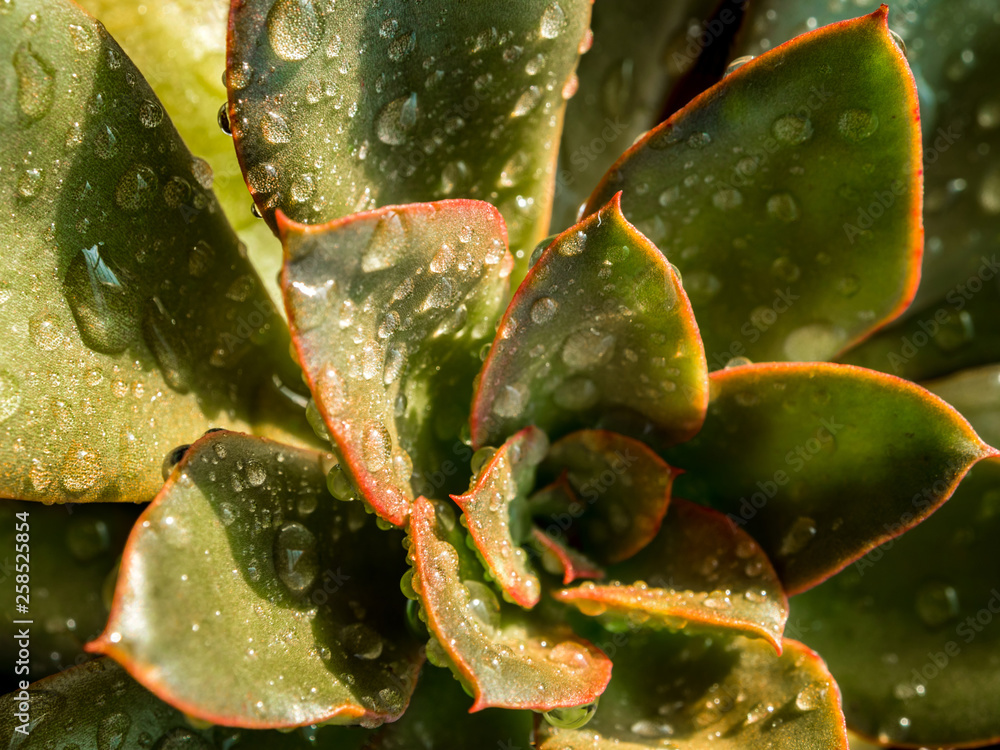 Succulent plant close up fresh leaves detail of Echeveria gibbiflora Succulent plant close up fresh leaves detail of Echeveria gibbiflora