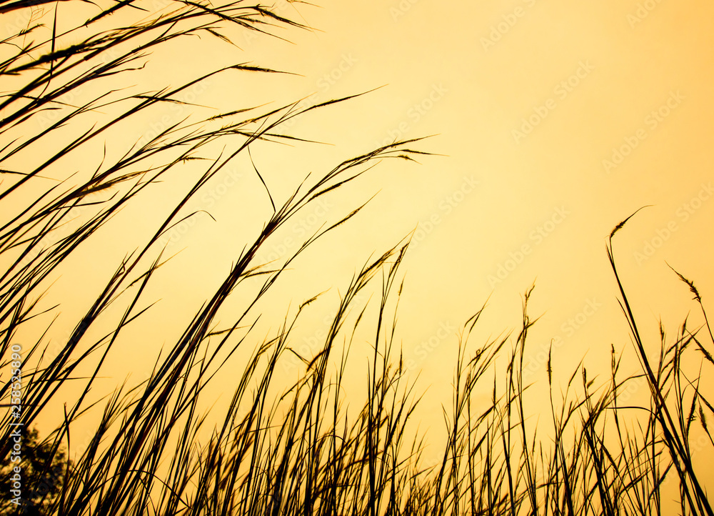 Dried stalk of grass and clear evening sky Dried stalk of grass and clear evening sky