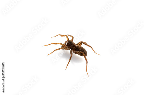 Close Up of a  Spotted Wolf Spider on White Background © squeebcreative