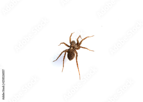 Close Up of a Spotted Wolf Spider on White Background