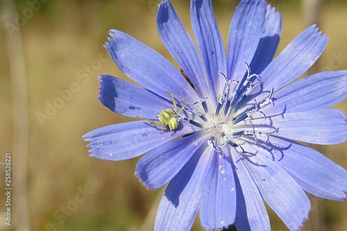 Beautiful blue chicory flower, closeup