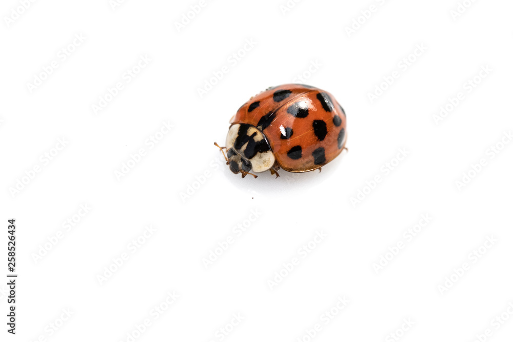 Close Up of A Ladybird Ladybug On White Background Close Up of A Ladybird Ladybug On White Background