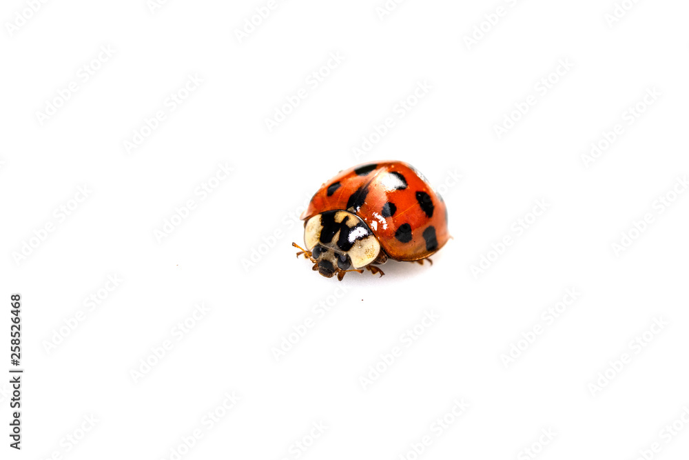 Close Up of A Ladybird Ladybug On White Background Close Up of A Ladybird Ladybug On White Background