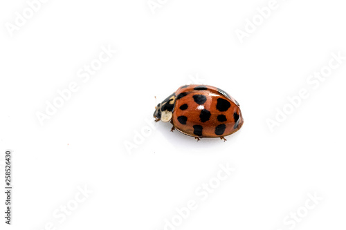 Close Up of A Ladybird Ladybug On White Background © squeebcreative