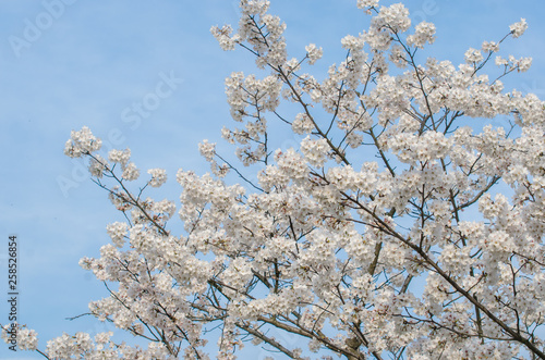 Cherry Blossoms in Spring