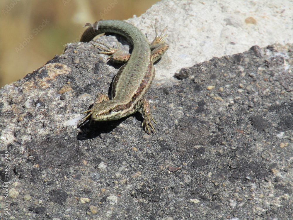 Obraz premium Lagartija