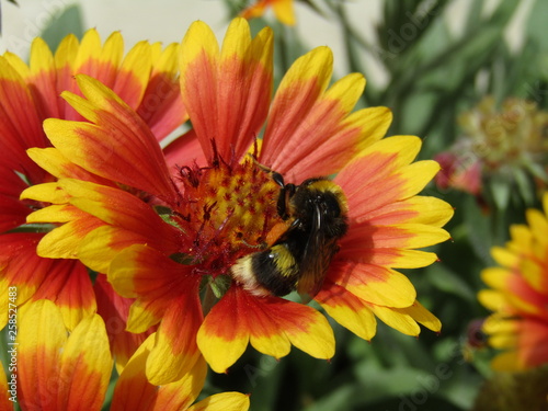 Flor roja y amarilla con abeja