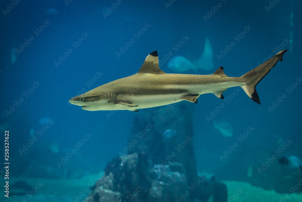 Fototapeta premium Blacktip reef shark swimming in a water
