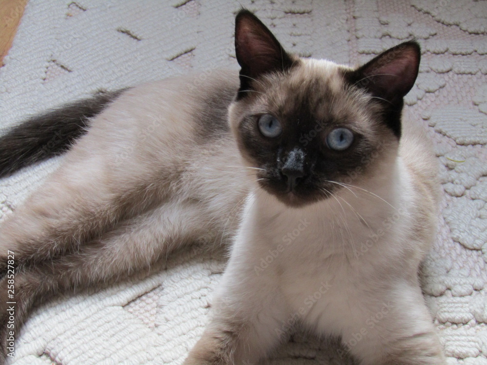 Gato siamés, ojos azules