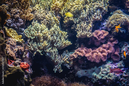 View on the different varieties of coral reef in aquarium