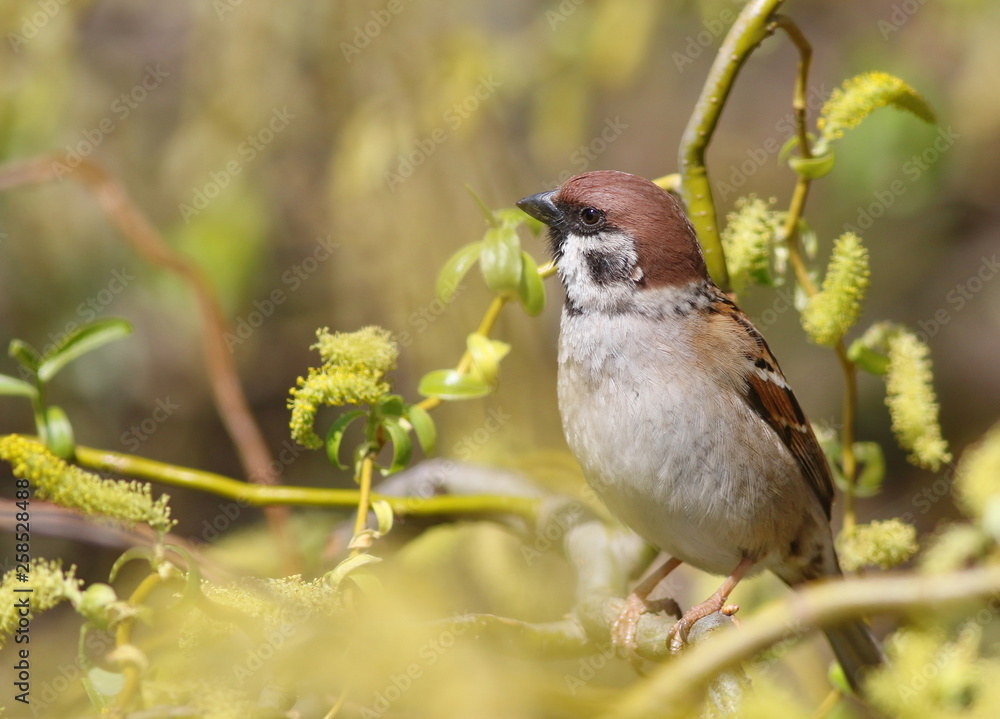 Obraz premium Tree sparrow (passer montanus)