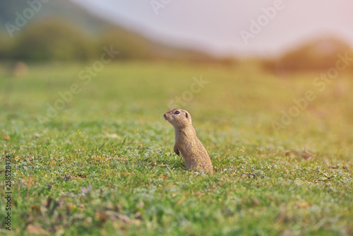 European ground squirrel standing in the grass. (Spermophilus citellus) Wildlife scene from nature. Ground squirrel on meadow