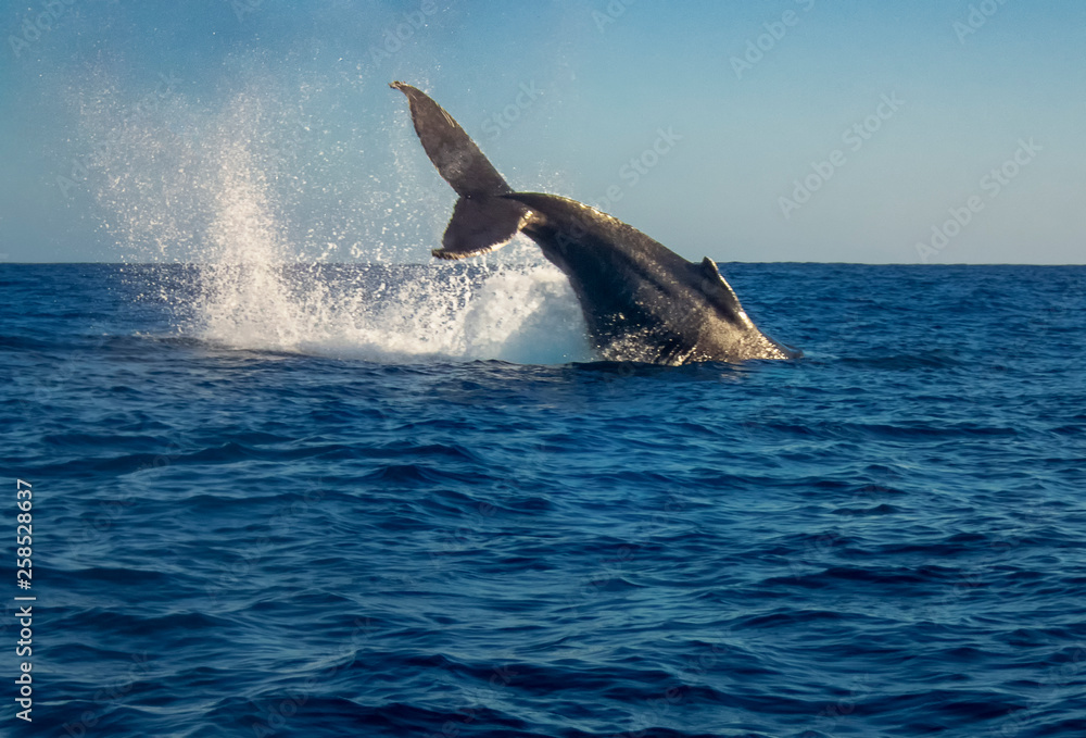 Humpback Whale (Megaptera novaeangliae) Humpback Whale (Megaptera novaeangliae)
