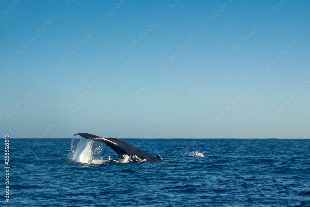 Fototapeta premium Humpback Whale (Megaptera novaeangliae)