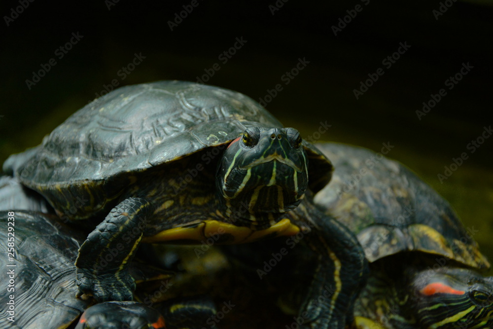 Fototapeta premium Poważny żółw