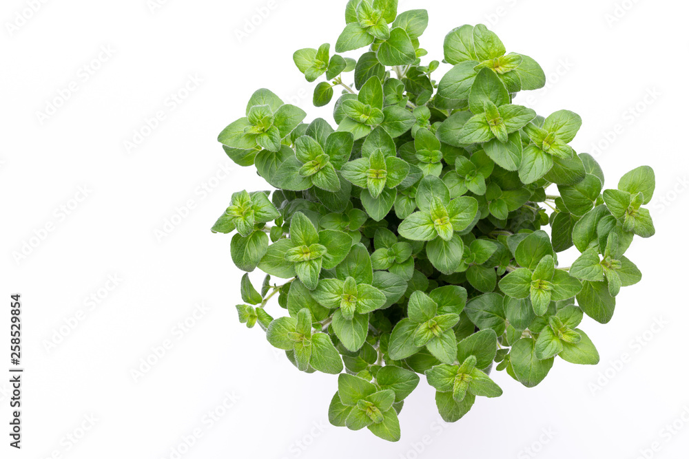 Fresh green spices isolated on white background, top view. Fresh green spices isolated on white background, top view.