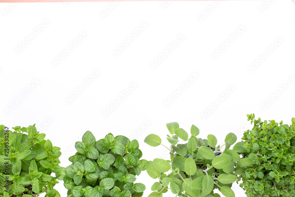 Fresh green spices isolated on white background, top view. Fresh green spices isolated on white background, top view.