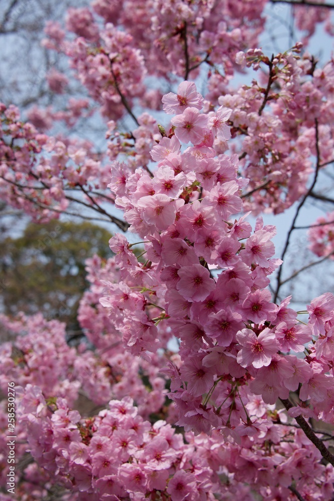 Japanese cherry tree Japanese cherry tree