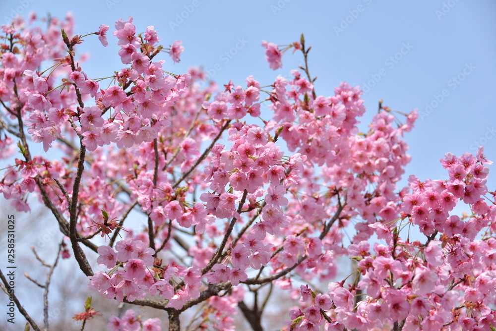 Japanese cherry tree Japanese cherry tree