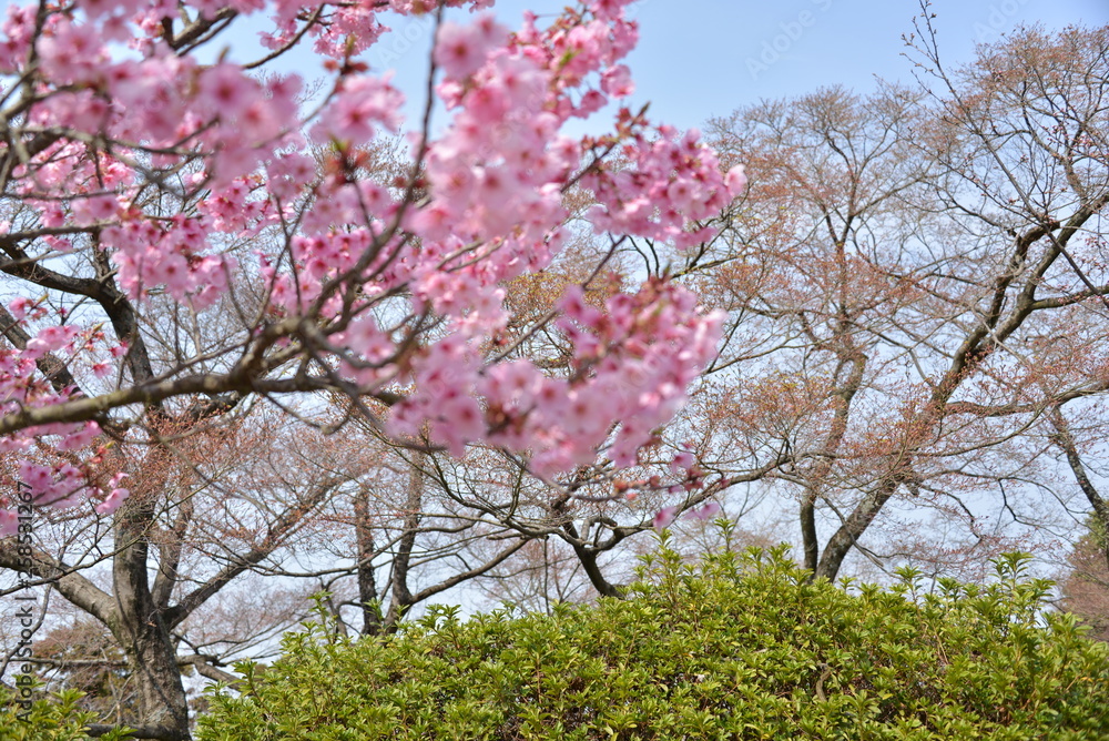 Japanese cherry tree Japanese cherry tree