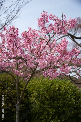 Japanese cherry tree