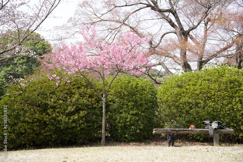 Obraz premium Japanese cherry tree