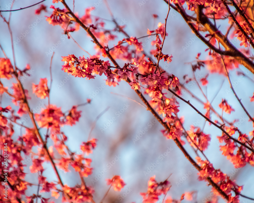 Branches of beautiful cherry blossoms during early spring bloom season Branches of beautiful cherry blossoms during early spring bloom season