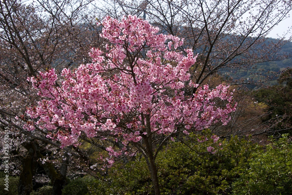 Naklejka premium Japanese cherry tree