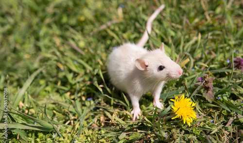 Cute little mouse sitting on the grass next to a dandelion flower