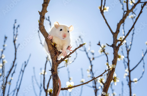 Little cute white mouse sitting on a branch of a spring flowering fruit tree against the blue sky and the sun
